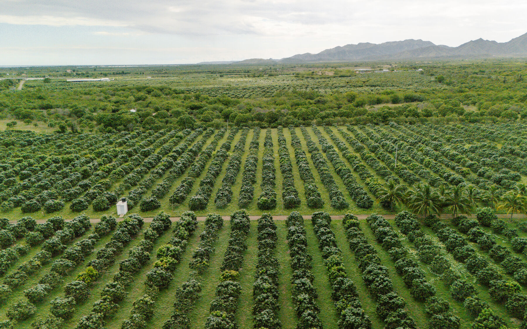 Vista aérea de un huerto de mango en hileras, con la sierra al fondo.