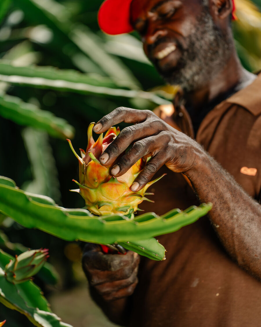 Recolector sonriendo mientras sostiene una pitahaya recién cortada en la finca.