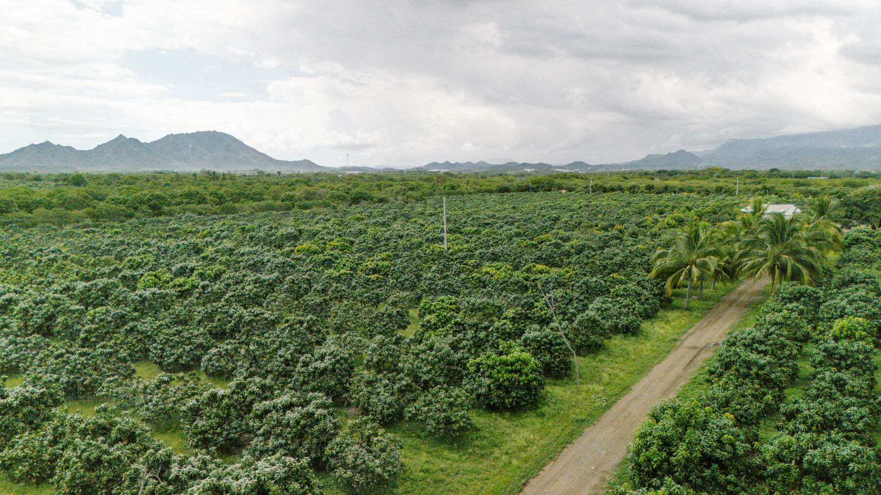 Vista aérea de las plantaciones de COFEX, con los caminos de servicio entre parcelas.