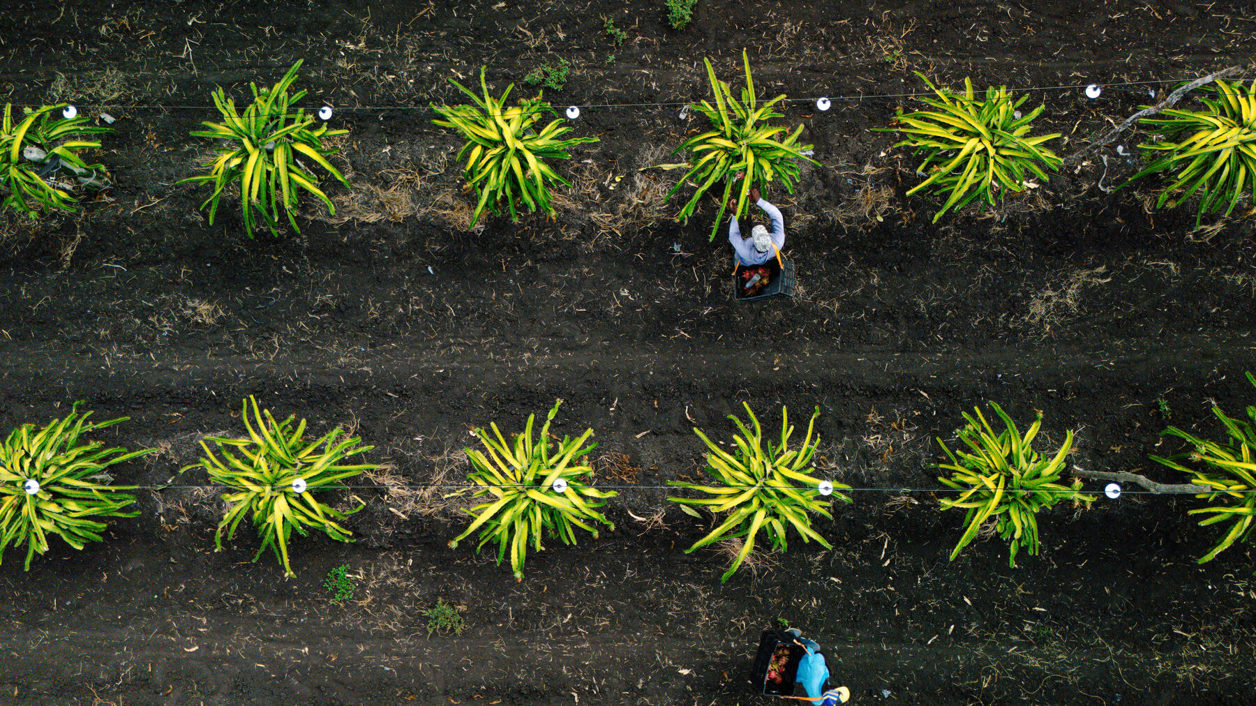 Vista aérea de una plantación propia de pitahaya en hileras, con personal trabajando entre las líneas.