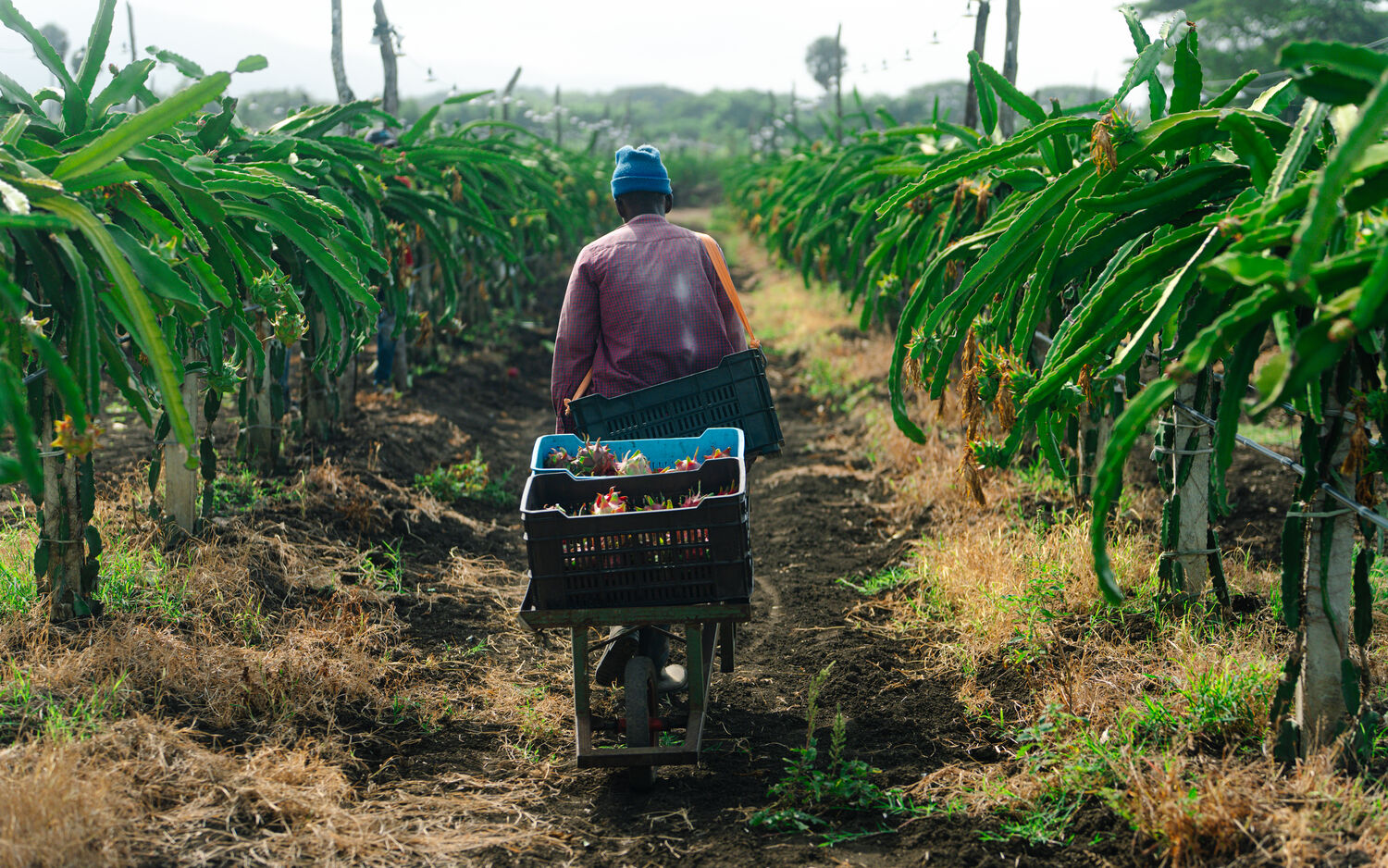 Recolector empujando un carro con cajas de pitahaya entre las hileras de la finca.