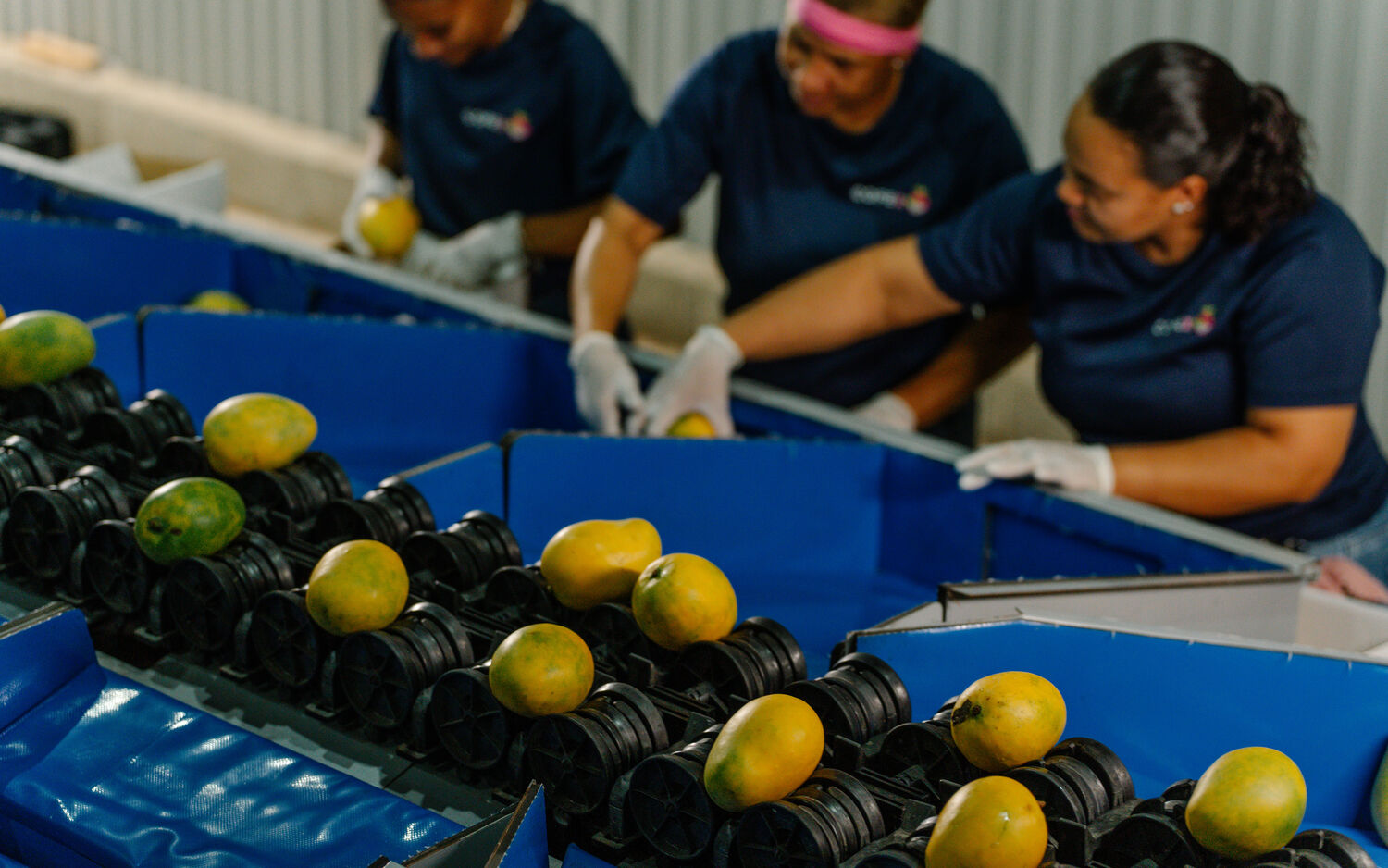 Operarias de COFEX seleccionando mango en la línea de clasificación.