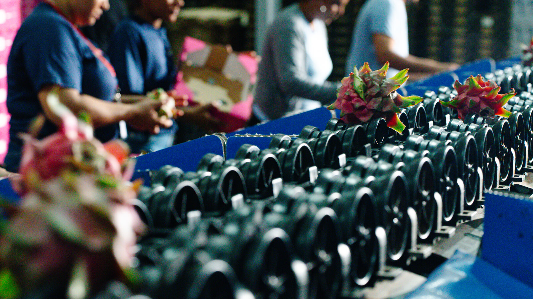 Equipo de COFEX seleccionando pitahaya en la línea de la planta empacadora.